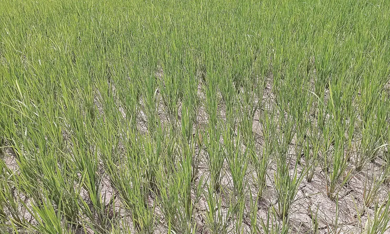 अंकुरित फसलों को बारिश का इंतजार, कुछ दिन बरसकर गुम हुई बारिश