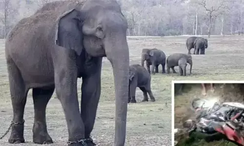 कुरखेड़ा में जंगली हाथियों और कमलापुर में ‘मंगला’की दहशत