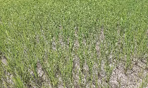 अंकुरित फसलों को बारिश का इंतजार, कुछ दिन बरसकर गुम हुई बारिश