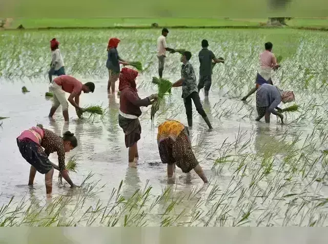चावल के बुआई रकबे में हुई वृद्धि, दालों की घटी