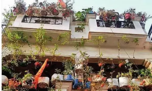 किचन गार्डन में उगाये 250 किलो टमाटर, पड़ोसियों को भी बांटे