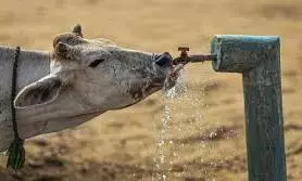 कम बारिश को देखते हुए चारा और पीने के पानी के लिए करें प्रबंध कम बारिश को देखते हुए चारा और पीने के पानी के लिए करें प्रबंध