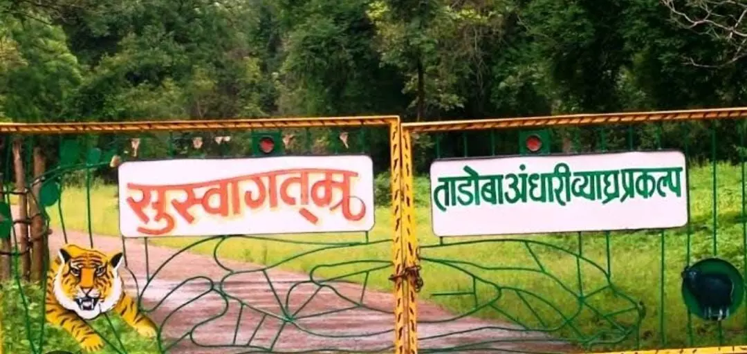 ताडोबा जंगल सफारी बुकिंग की 12 करोड़ राशि की हेराफेरी ताडोबा जंगल सफारी बुकिंग की 12 करोड़ राशि की हेराफेरी