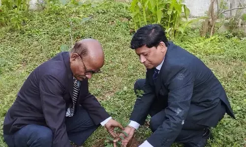 न्यायालय परिसर में किया गया वृक्षारोपण