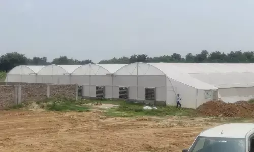 पूर्वांचल में केले की पहली टिश्यू कल्चर लैब कौशांबी में स्‍थापित