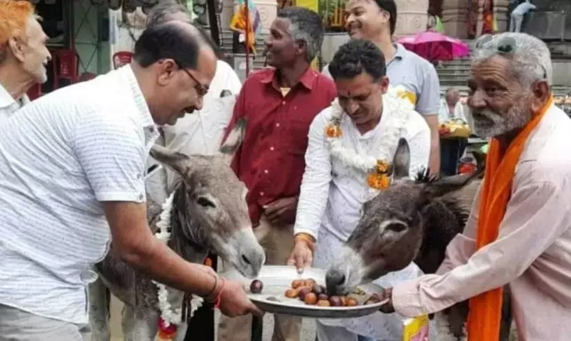 किसानों ने गधों को खिलाए गुलाब जामुन, वजह जानकर रह जाएंगे दंग