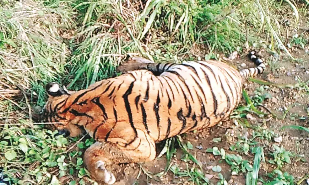करंट लगने से बाघ की मौत, रामटेक की घटना 2 आरोपी गिरफ्तार