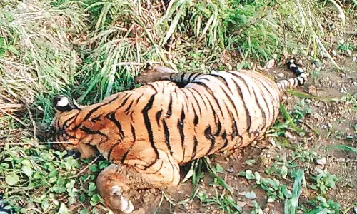 करंट लगने से बाघ की मौत, रामटेक की घटना 2 आरोपी गिरफ्तार करंट लगने से बाघ की मौत, रामटेक की घटना 2 आरोपी गिरफ्तार