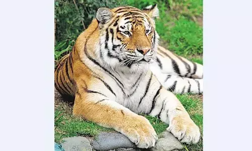 सोनेवानी अभयारण्य का प्रस्ताव निरस्त करना गलत