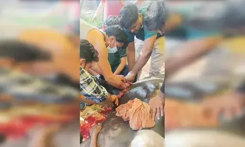 पशु चिकित्सकों ने आपरेशन कर बचाई गर्भवती भैंस की जान पशु चिकित्सकों ने आपरेशन कर बचाई गर्भवती भैंस की जान