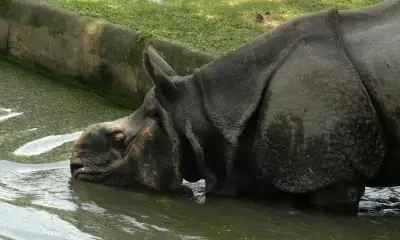 बंगाल के गोरुमारा राष्ट्रीय उद्यान में मादा गैंडे को लेकर लड़ाई के बाद नर गैंडे की मौत