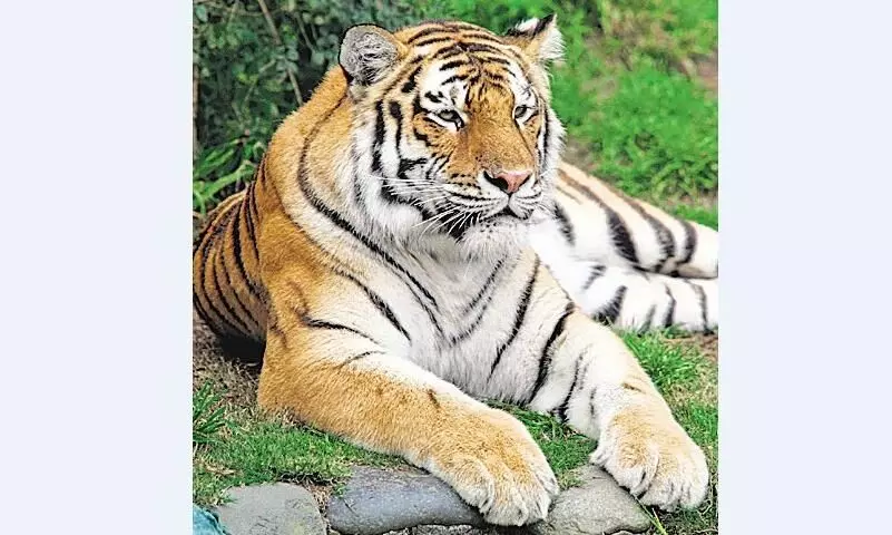 सोनेवानी अभयारण्य का प्रस्ताव निरस्त करना गलत सोनेवानी अभयारण्य का प्रस्ताव निरस्त करना गलत