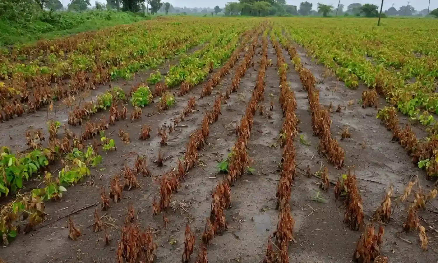 दवा का छिड़काव कर चार एकड़ की फसल कर दी बर्बाद