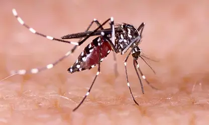 सहारनपुर में डेंगू का बढ़ रहा खतरा, मरीजों की संख्या 24 पहुंची सहारनपुर में डेंगू का बढ़ रहा खतरा, मरीजों की संख्या 24 पहुंची