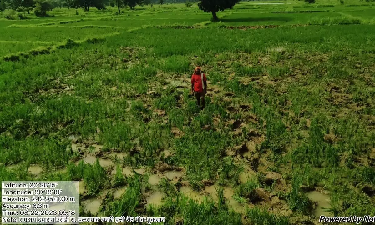 अब पलसगांव के खेतों में जंगली हाथी मचा रहे उत्पात अब पलसगांव के खेतों में जंगली हाथी मचा रहे उत्पात