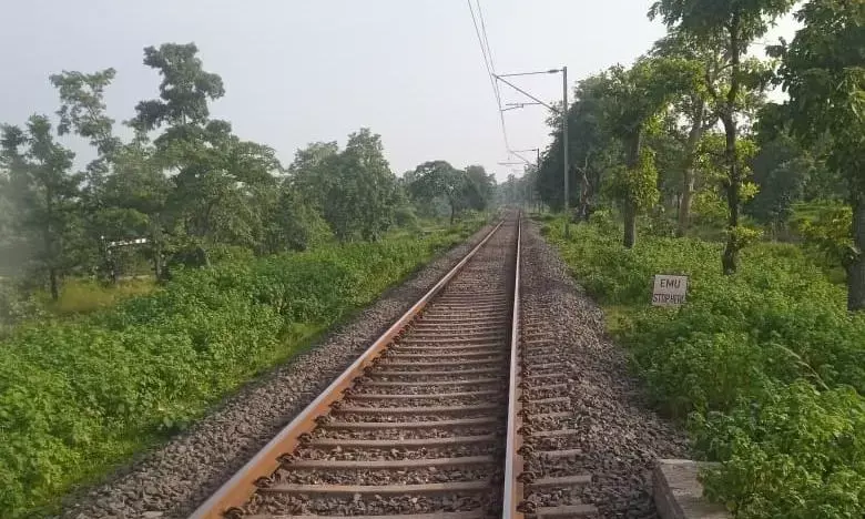ट्रेन की टक्कर से गर्भवती हिरण की मृत्यु