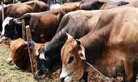 पहले टीकाकरण में जिन मवेशियों को अलग रखा, अब उन्हीं में फैला लंपी का प्रकोप
