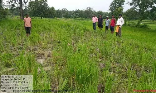 कुलकुली के खेतों में जंगली हाथियों ने मचाया उत्पात