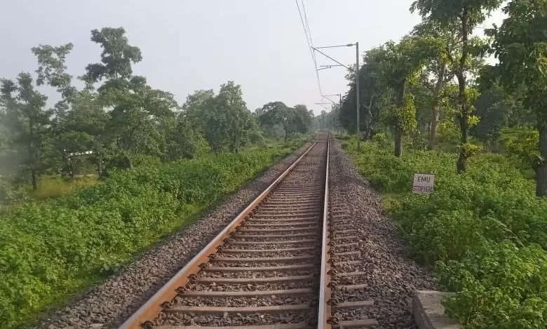 ट्रेन की टक्कर से गर्भवती हिरण की मृत्यु ट्रेन की टक्कर से गर्भवती हिरण की मृत्यु