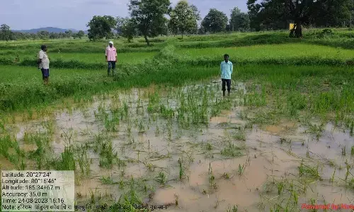 जंगली हाथियों ने फिर उजाड़ दी फसलें