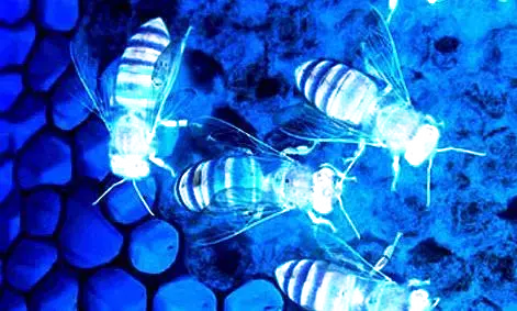 मधुमक्खी के हमले में घायल हुए बुजुर्ग की मौत