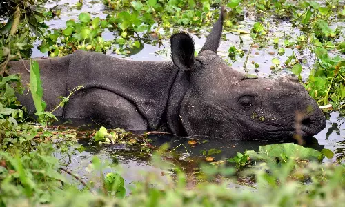 काजीरंगा राष्ट्रीय उद्यान में गैंडे की मौत, अधिकारियों ने अवैध शिकार से किया इनकार