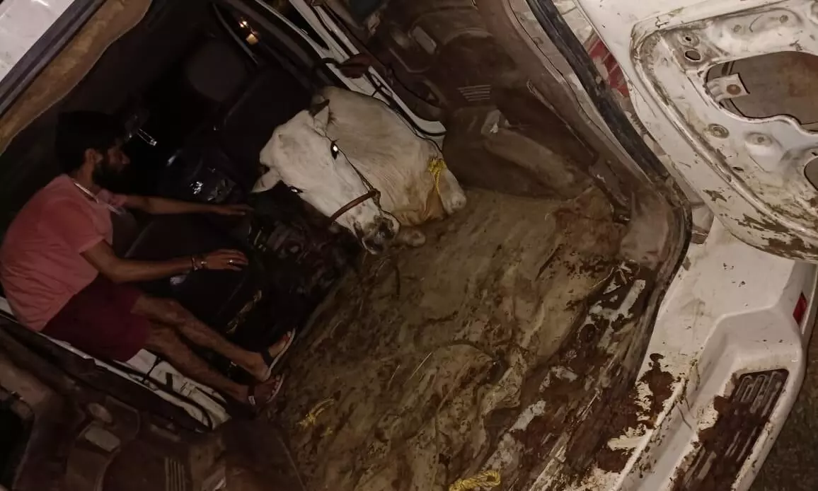 लक्जरी कार से बूचड़खाना ले जाए जा रहे नौ गौवंश को करवाया मुक्त लक्जरी कार से बूचड़खाना ले जाए जा रहे नौ गौवंश को करवाया मुक्त