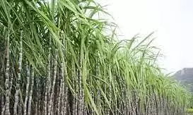 दो चीनी मिलों के बीच का अंतर कम करें या गन्ने को 5 हजार प्रति टन का भाव दें