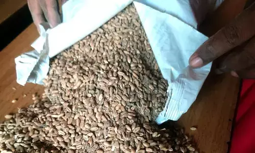 आंगनवाड़ी केंद्रों में बांटे जा रहे गेहूं के पैकेट में निकला भूसा और कीड़े
