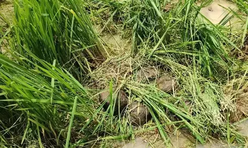 पलसगांव-पाथरगोटा क्षेत्र में फिर फसलों काे नुकसान पहुंचा रहे हाथी