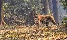 बाघ का शिकार मामले में तीन आरोपी एफसीआर में बाघ का शिकार मामले में तीन आरोपी एफसीआर में