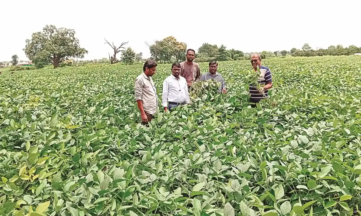 परेशानी - अब सोयाबीन पर अज्ञात वायरस का अटैक, किसान चिंतित