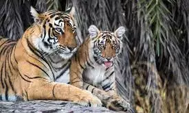 कम हुए बाघ - राज्य में बढ़ी संख्या, पर पेंच व उमरेड करांडला अभयारण्य में संख्या घटी