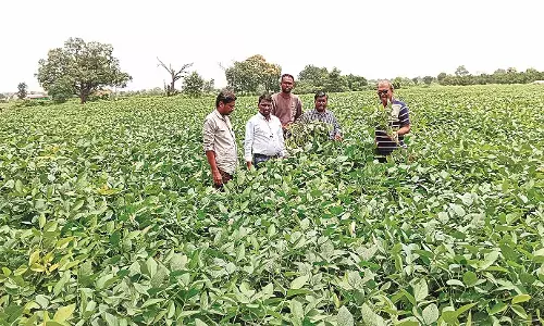 परेशानी - अब सोयाबीन पर अज्ञात वायरस का अटैक, किसान चिंतित परेशानी - अब सोयाबीन पर अज्ञात वायरस का अटैक, किसान चिंतित
