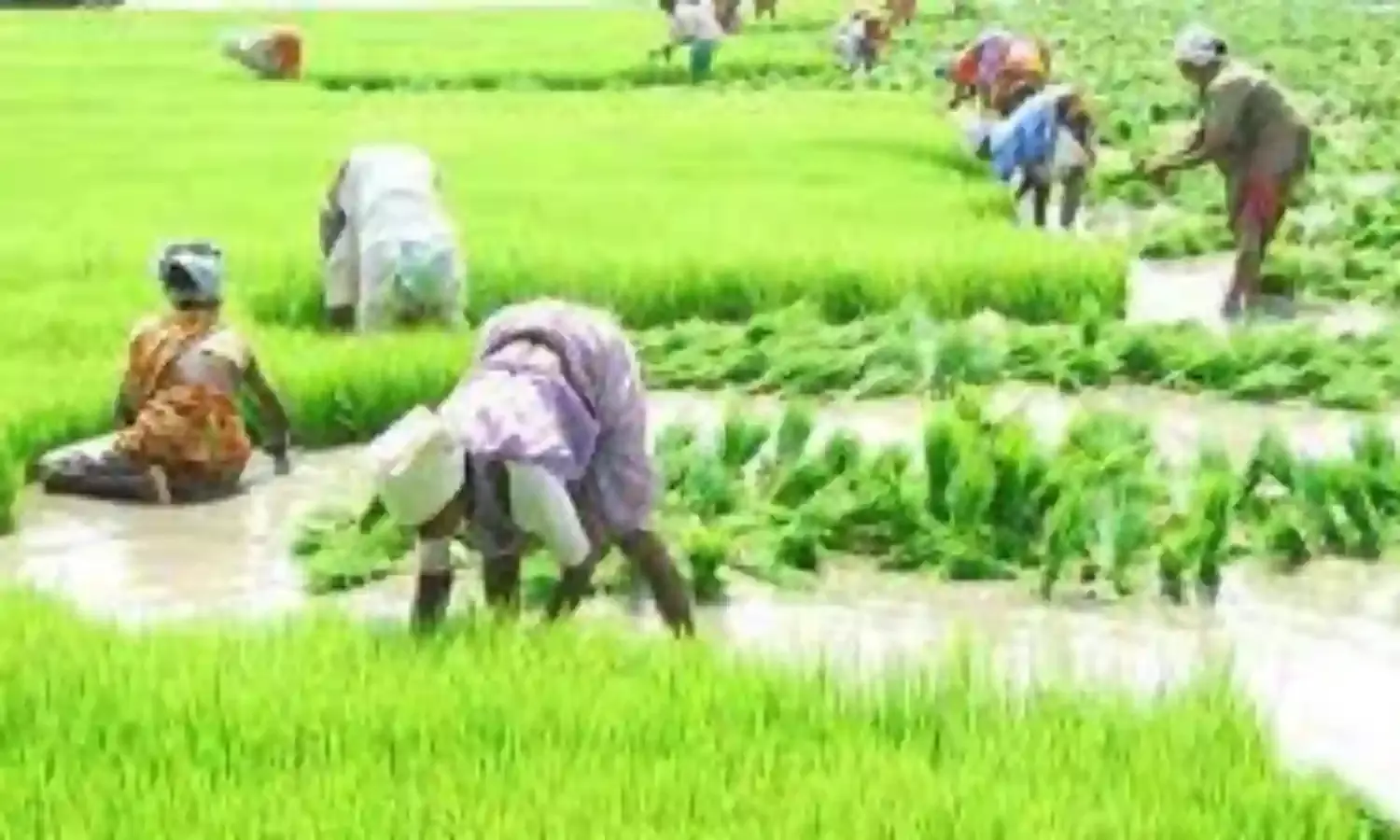 महाराष्ट्र में दलहन बुआई का क्षेत्र घटा, कपास के रकबे में मामूली बढ़त