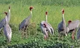 सारस संवर्धन : कीटनाशक घातक, जैविक खेती ही विकल्प