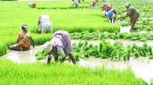 महाराष्ट्र में दलहन बुआई का क्षेत्र घटा, कपास के रकबे में मामूली बढ़त महाराष्ट्र में दलहन बुआई का क्षेत्र घटा, कपास के रकबे में मामूली बढ़त