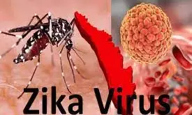कोल्हापुर में जिका की दस्तक, एक डॉक्टर सहित तीन संक्रमित कोल्हापुर में जिका की दस्तक, एक डॉक्टर सहित तीन संक्रमित