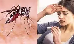 डेंगू : नागपुर में और 47 मरीज मिले