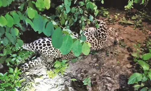 तेंदुआ शिकार प्रकरण में 3 और आरोपी गिरफ्तार