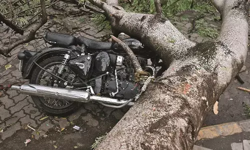 राहत की बारिश, पर गिरे दर्जनों पेड़