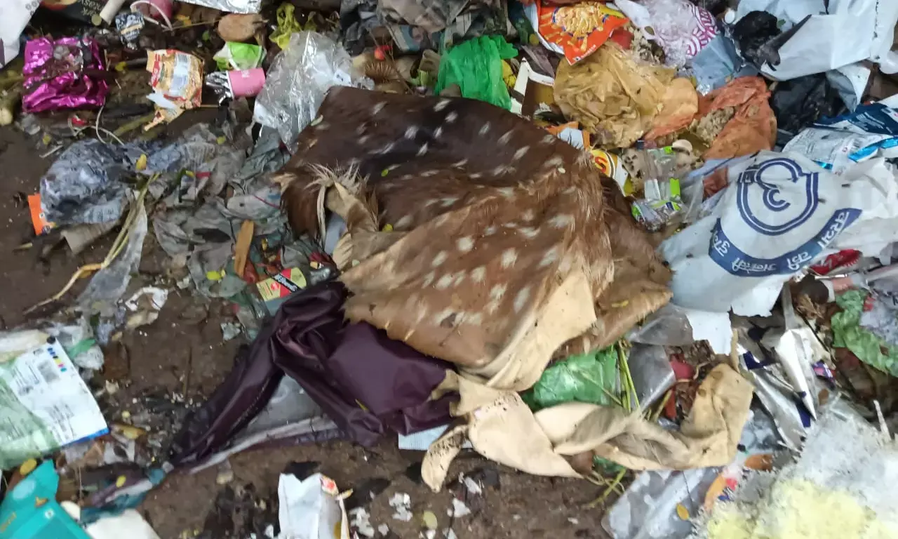 कचरे में मिली हिरण की खाल, तुकूम इलाके की घटना