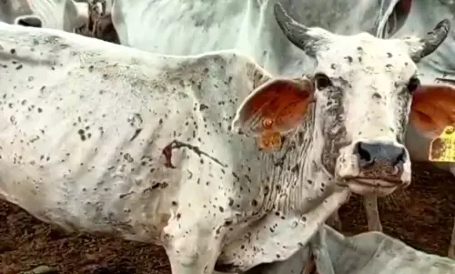 झारखंड में लंपी वायरस का कहर, एक हजार से ज्यादा मवेशियों की मौत झारखंड में लंपी वायरस का कहर, एक हजार से ज्यादा मवेशियों की मौत