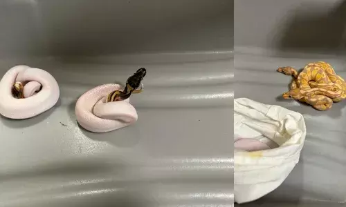 चेन्नई हवाई अड्डे पर 12 अजगरों के साथ एक व्यक्ति गिरफ्तार चेन्नई हवाई अड्डे पर 12 अजगरों के साथ एक व्यक्ति गिरफ्तार