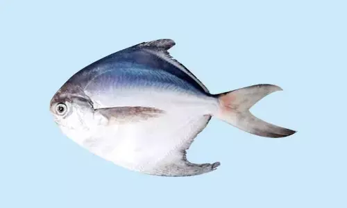 सरकार ने पापलेट को दिया राज्य मछली का दर्जा