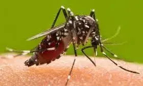 जिले में डेंगू से मौत नहीं, हाई कोर्ट में मनपा का दावा