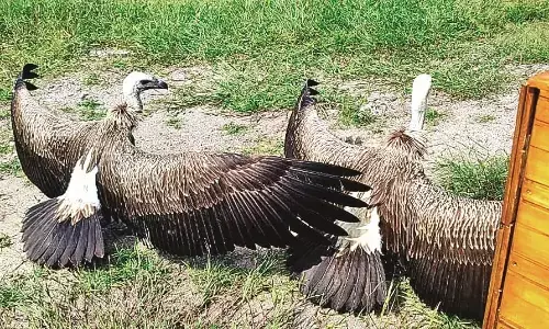 हरियाणा से 40 गिद्ध पेंच, ताड़ोबा व मेलघाट में लाए जाएंगे