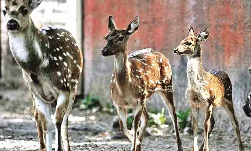 नारा के हिरण कहां जाएं - यहां के लोग जंगल काटते जा रहे और बाहर आवारा श्वान पड़ते हैं टूट