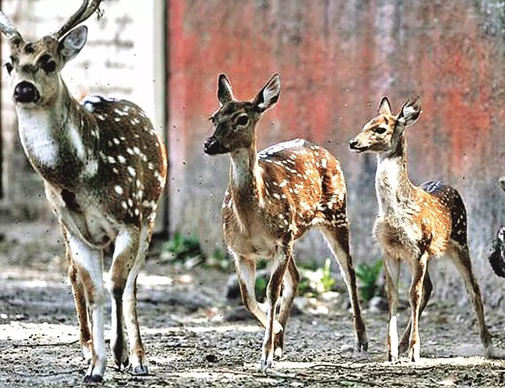 नारा के हिरण कहां जाएं - यहां के लोग जंगल काटते जा रहे और बाहर आवारा श्वान पड़ते हैं टूट नारा के हिरण कहां जाएं - यहां के लोग जंगल काटते जा रहे और बाहर आवारा श्वान पड़ते हैं टूट