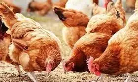 अब पोल्ट्री व्यवसाय करने वालों ने दी सड़क पर उतरने की चेतावनी